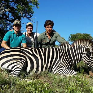 Zebra Hunt South Africa