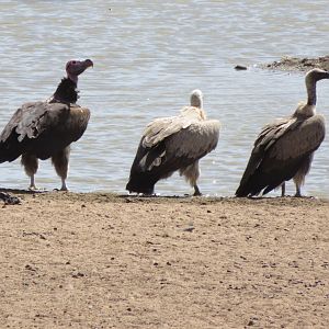 Vultures