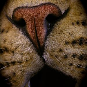 Leopard Taxidermy Close Up!