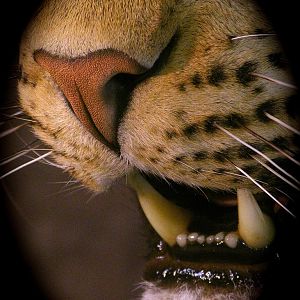 Leopard Taxidermy Close Up!