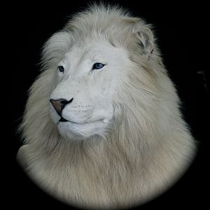 Gorgeous Lion Taxidermy