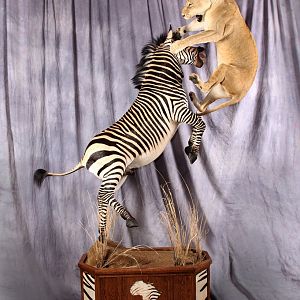 Lion & Zebra Full Mount Taxidermy