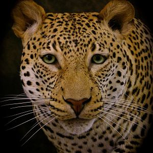 The Leopard Stare Taxidermy