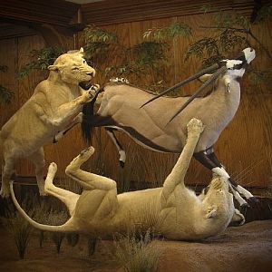 Lion & Gemsbok Full Mount Taxidermy