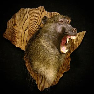 Baboon Mount Taxidermy