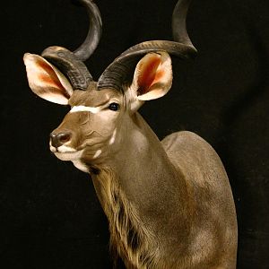 Kudu Taxidermy