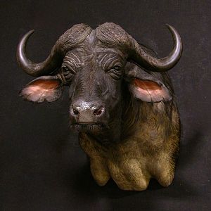 Buffalo Taxidermy