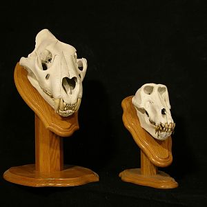 Lion and Baboon Skull Taxidermy