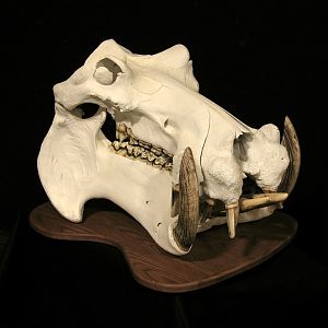 Hippo Skull Taxidermy