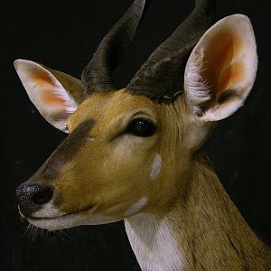 Bushbuck Taxidermy