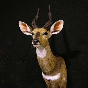 Bushbuck Taxidermy