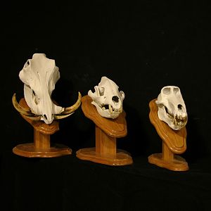 Warthog, Lion and Baboon Skull Taxidermy