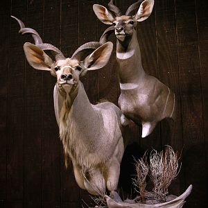 Greater Kudu & Lesser Kudu Pedestal Mount