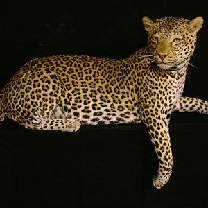 Mantle Mount Of Young Leopard Taxidermy