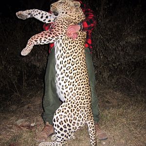 Hunting Leopard Zimbabwe