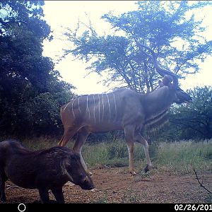 Trophy animals lurking around every corner.