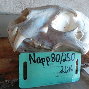 Leopard Skull Namibia