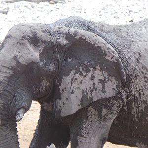 Elephant Etosha National Park Namibia