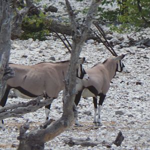 Gemsbok Etosha National Park Namibia