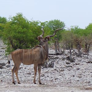 Greater Kudu Etosha National Park Namibia
