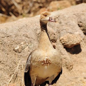 Egyptian Goose Namibia