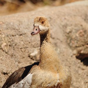 Egyptian Goose Namibia