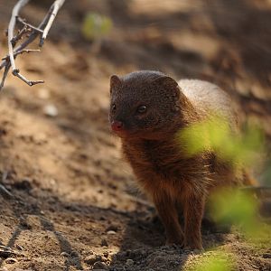 Red Mongoose Namibia