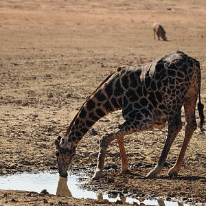 Giraffe Namibia