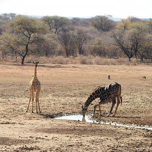 Giraffe Namibia