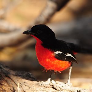 Crimson-breasted Shrike Namibia