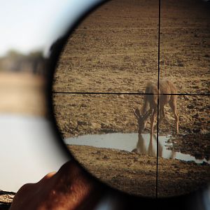 Scope Kudu Namibia