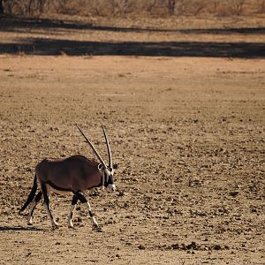 Gemsbok Namibia