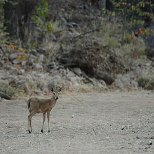 Duiker Namibia