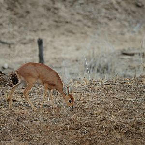 Steenbok Namibia