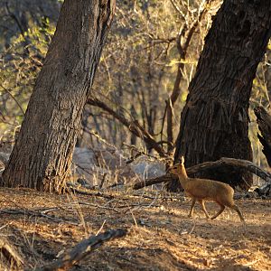 Klipspringer Namibia