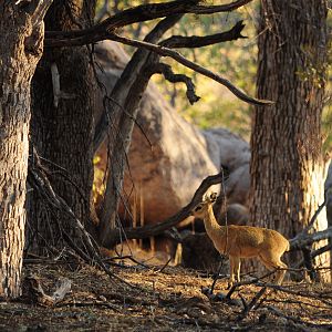 Klipspringer Namibia