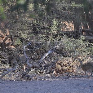 Klipspringer Namibia