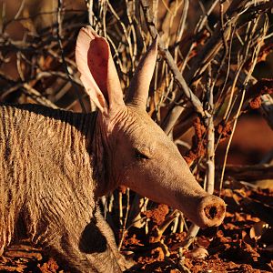 Aardvark Namibia