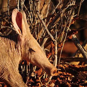 Aardvark Namibia