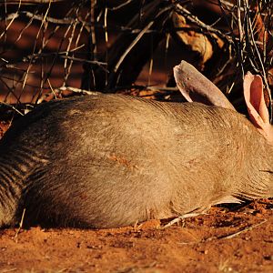 Aardvark Namibia