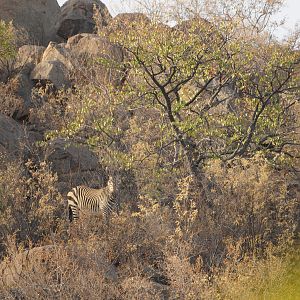 Hartmann's Mountain Zebra Namibia