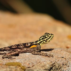 Lizard Namibia