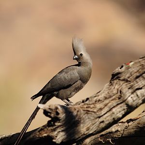 Grey Go Away Bird Namibia