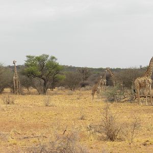 Giraffe Namibia