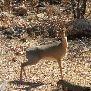 Damara Dik-Dik Namibia