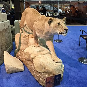 Lioness full mount taxidermy