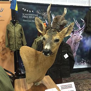 Roe Deer shoulder mount taxidermy