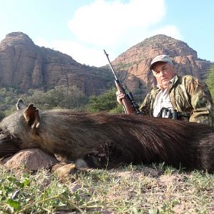 Brown Hyena Hunting South Africa