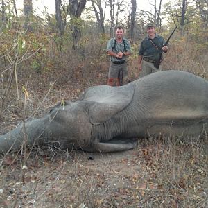 Zimbabwe Tuskless Elephant Hunting