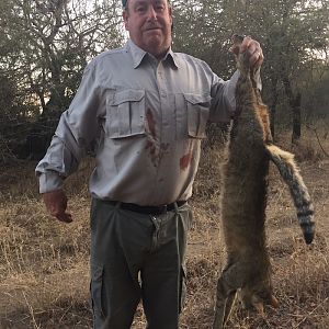 Hunt African Wildcat Zimbabwe